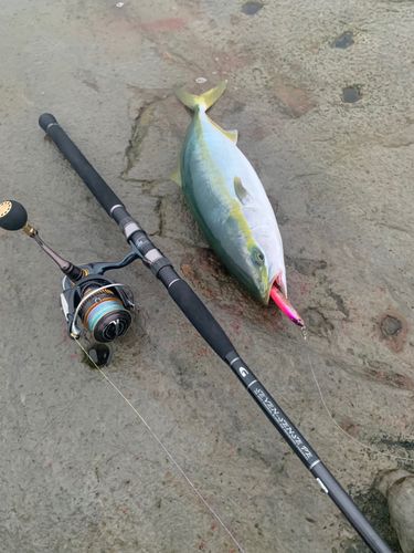 イナダの釣果