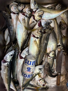 マアジの釣果