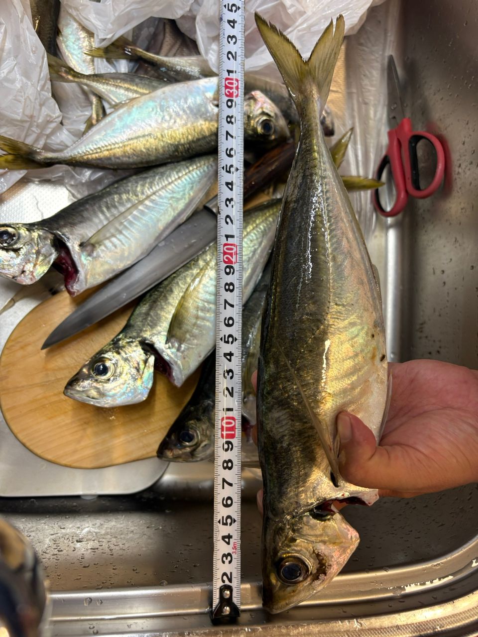 なんちゃって太公望さんの釣果 2枚目の画像