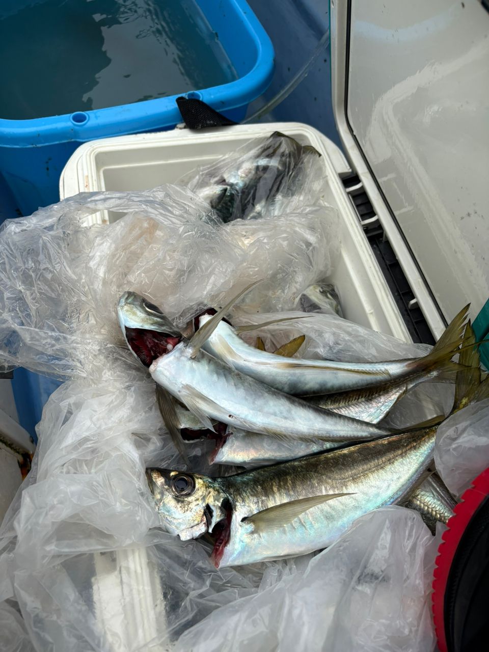 なんちゃって太公望さんの釣果 3枚目の画像