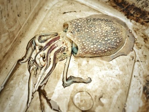 シリヤケイカの釣果