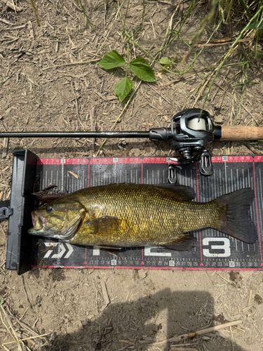 スモールマウスバスの釣果