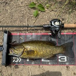 スモールマウスバス