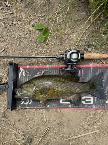 スモールマウスバスの釣果