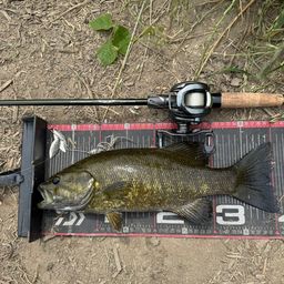 スモールマウスバス