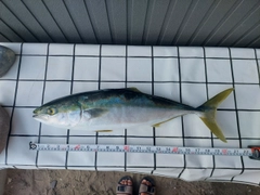 ワラサの釣果