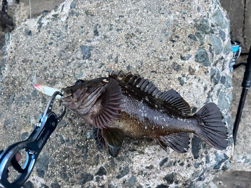 ムラソイの釣果