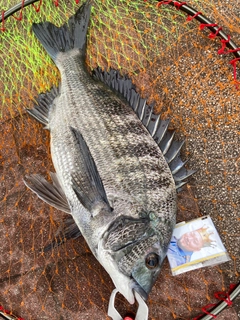 チヌの釣果