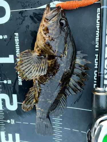タケノコメバルの釣果