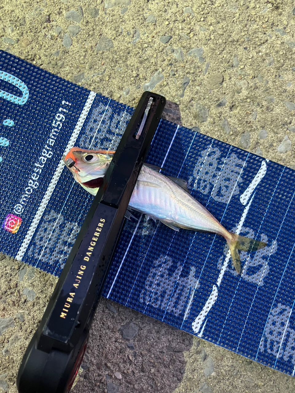 アジ