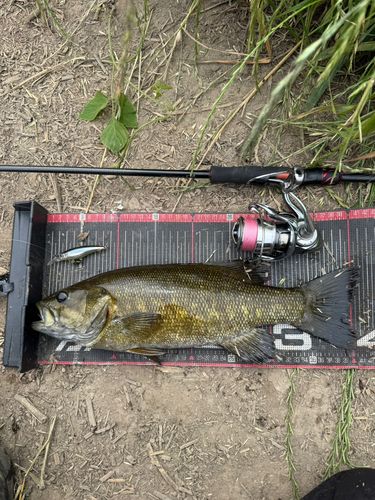 スモールマウスバスの釣果