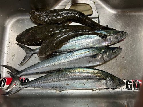 サワラの釣果