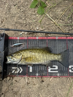 スモールマウスバスの釣果