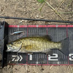 スモールマウスバス