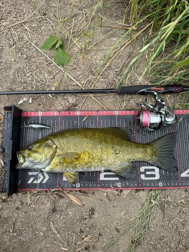 スモールマウスバスの釣果