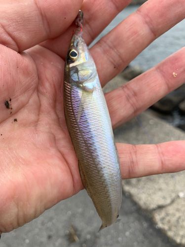 シロギスの釣果