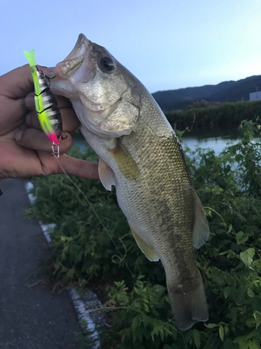 ブラックバスの釣果