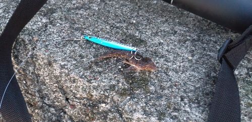 コチの釣果