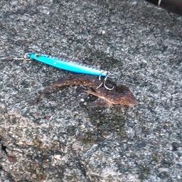 コチ