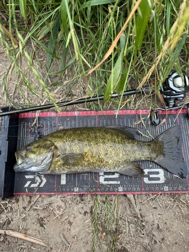 スモールマウスバスの釣果