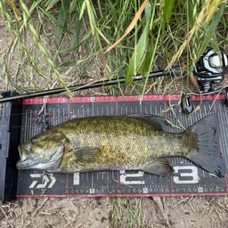 スモールマウスバス