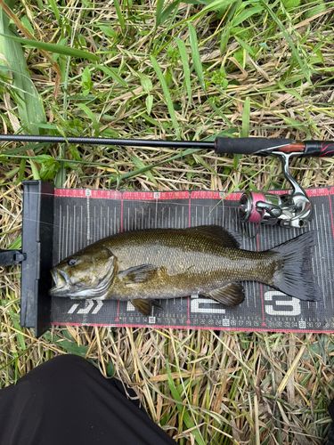スモールマウスバスの釣果