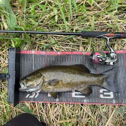 スモールマウスバス