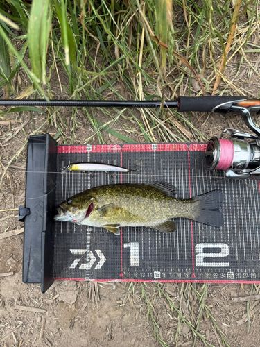 スモールマウスバスの釣果