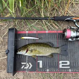 スモールマウスバス