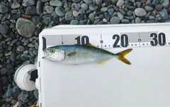 ワカシの釣果