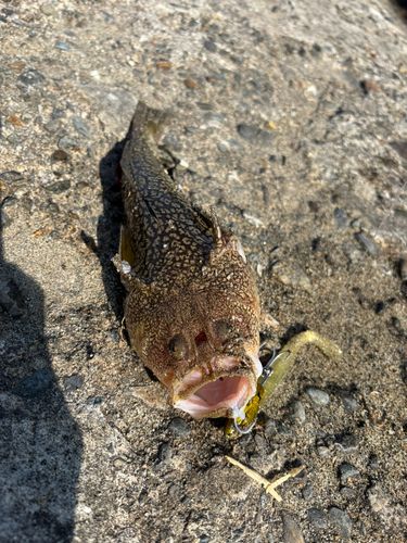 ミシマオコゼの釣果