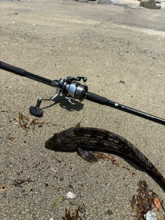 アイナメの釣果