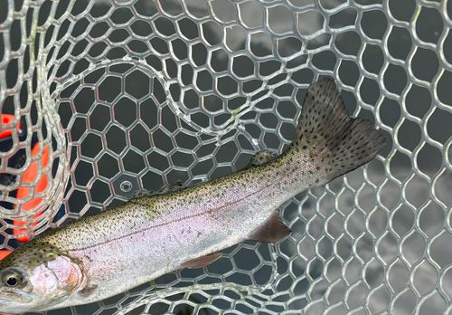 ニジマスの釣果