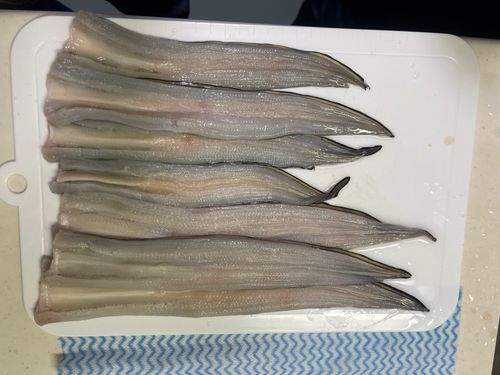 アナゴ