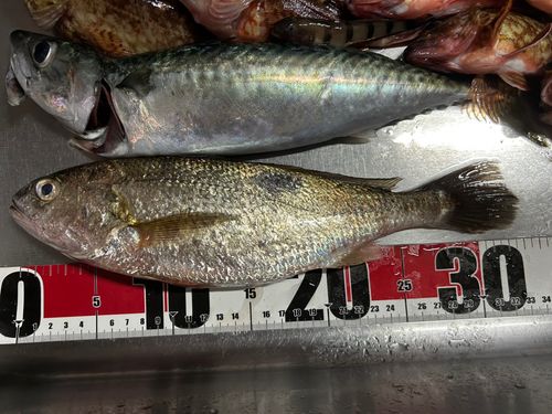 イシモチの釣果