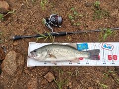 ブラックバスの釣果