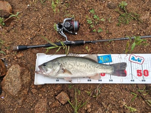 ブラックバスの釣果