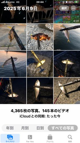 アジの釣果