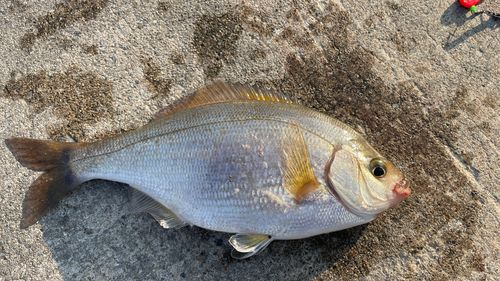 ウミタナゴの釣果