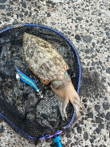 モンゴウイカの釣果