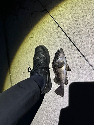 クロソイの釣果