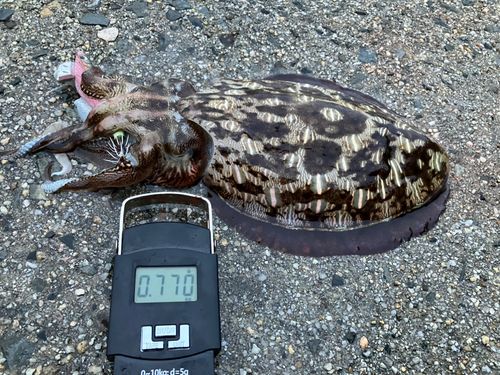 コウイカの釣果