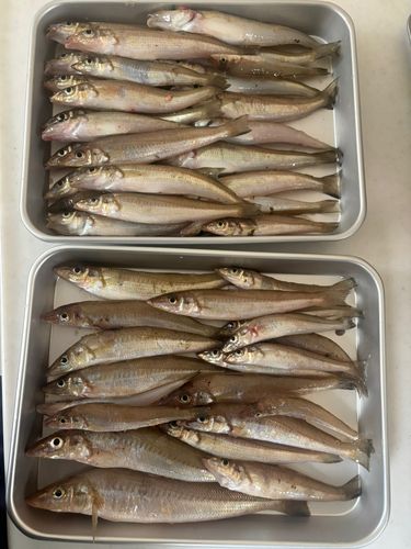 キスの釣果