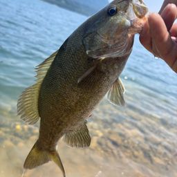 スモールマウスバス