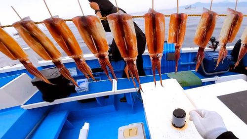スルメイカの釣果