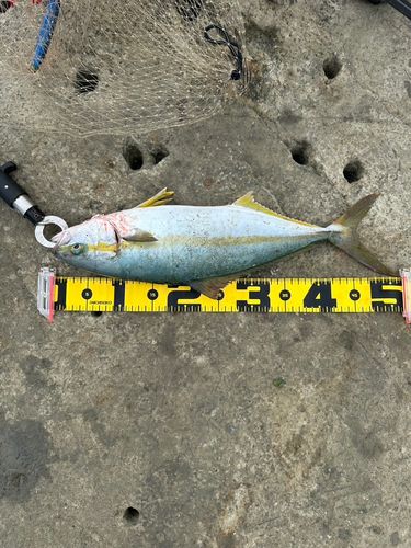 ヒラマサの釣果