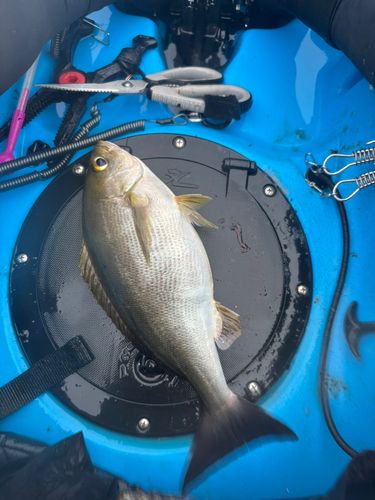 イサキの釣果