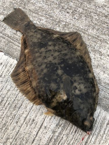 マコガレイの釣果