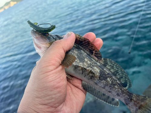 アイナメの釣果