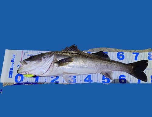 スズキの釣果